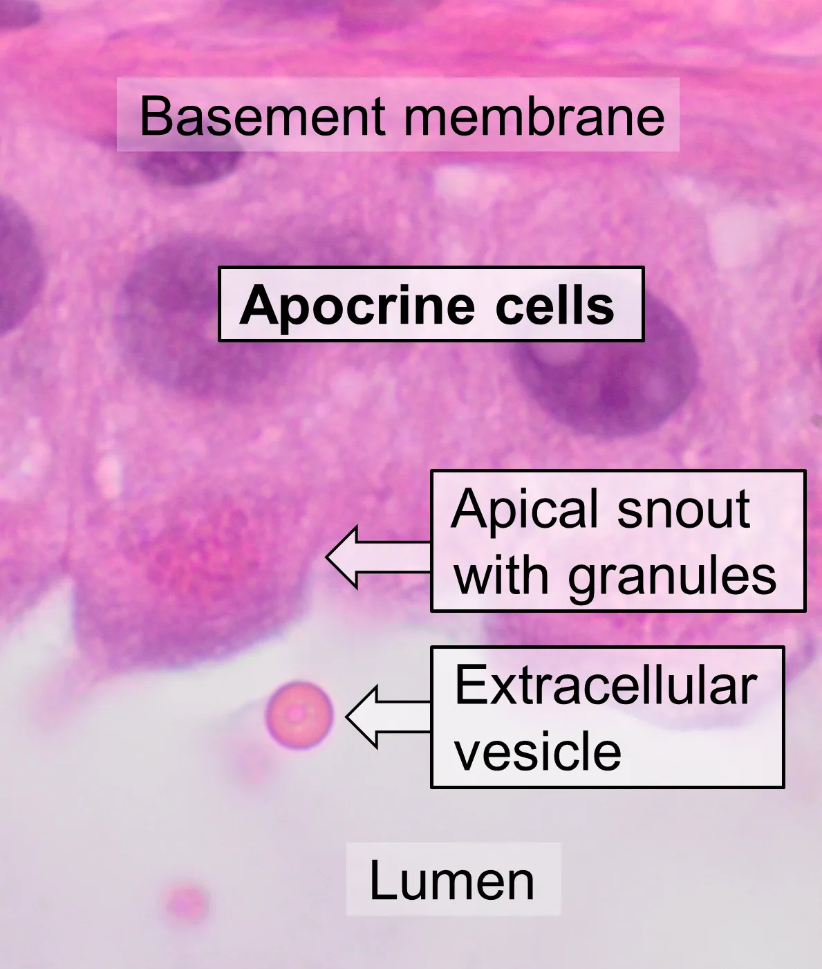 Histology of apocrine cells